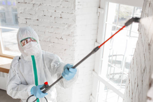 Best Environmental Consulting for Mold Prevention  in Peach Springs, AZ