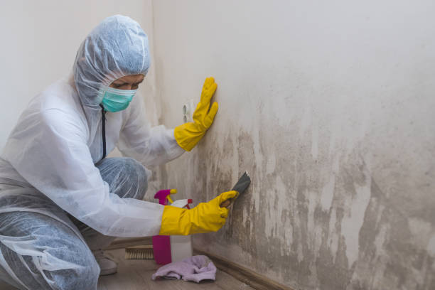 Best HVAC Mold Inspection and Cleaning  in Peach Springs, AZ