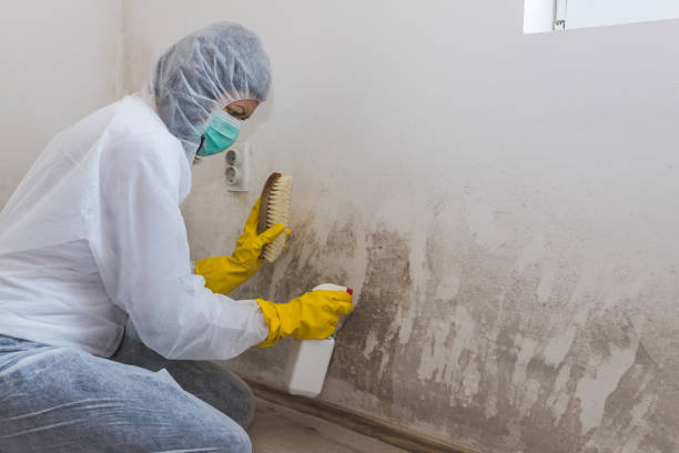 Best Mold Remediation for Healthcare Facilities  in Peach Springs, AZ
