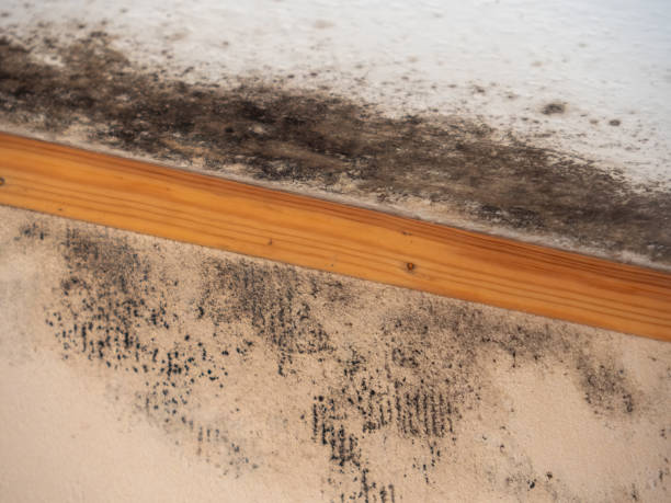 Best Comprehensive Air Testing for Mold Contaminants  in Peach Springs, AZ