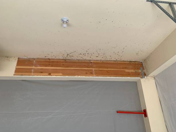 Mold Odor Removal Services in Peach Springs, AZ