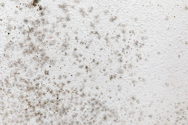 Best Black Mold Removal  in Peach Springs, AZ