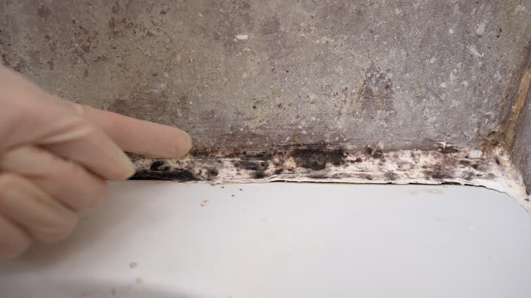 Best Mold Prevention Services  in Peach Springs, AZ